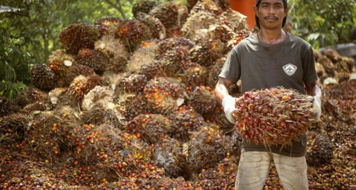 Pabrik Kelapa Sawit Miliki Proses Tantangan Dan Dampaknya