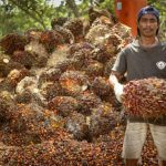 Pabrik Kelapa Sawit Miliki Proses Tantangan Dan Dampaknya