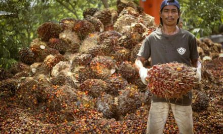 Pabrik Kelapa Sawit Miliki Proses Tantangan Dan Dampaknya