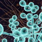 Ancaman Jamur Super Candida Auris Meluas, Cegah Sekarang!