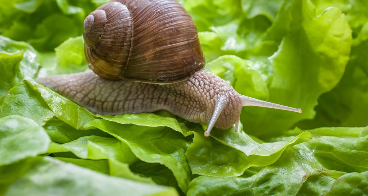 Fakta Menarik Siput, Ternyata Memiliki Gigi!