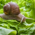 Fakta Menarik Siput, Ternyata Memiliki Gigi!