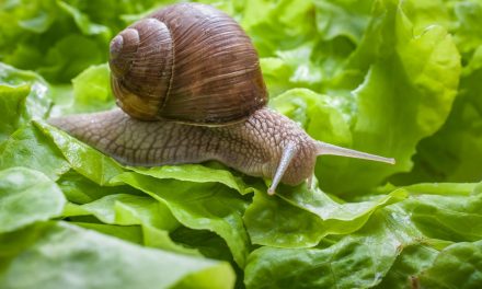 Fakta Menarik Siput, Ternyata Memiliki Gigi!